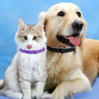 Adjustable Waterproof Plastic Pet Collar